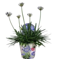 Agapanthus, In 17cm-pot