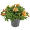 Alstroemeria, In 19cm-pot 2 Alstroemeria, In 19cm-pot -Tuin Decor Verkoop alstroemeria in 19cm pot 1000x1000 625ecc05d4f2e l