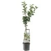 Appelboom (Malus Dom. Elstar Laagstam), In Pot -Tuin Decor Verkoop appel malus dom elstar laagstam 1500x1500 623c7673b9e4b l