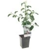 Appelboom (Malus Dom. Jonagold Patio), In Pot 1 Appelboom (Malus Dom. Jonagold Patio), In Pot -Tuin Decor Verkoop appel malus dom jonagold patio 1272x1272 623c76e329b03 l