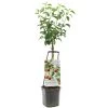 Appelboom Wonder Tree Topaz 2 Appelboom Wonder Tree Topaz -Tuin Decor Verkoop appelboom wonder tree topaz 1500x1500 624ed209e86d2 l