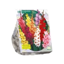 Baltus Gladiolus Gemengd Per 100