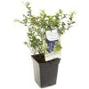 Blauwe Bessenstruik (Vaccinium Corymbosum Hortblue Petit), In Pot -Tuin Decor Verkoop blauwe bes vaccinium corymbosum hortblue petit 1096x1096 623c76960e07a l