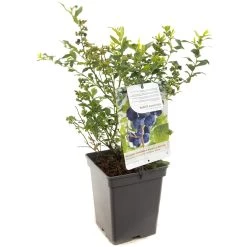 Blauwe Bessenstruik (Vaccinium Corymbosum Hortblue Petit), In Pot