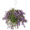 Campanula Addenda, In 27cm-hangpot -Tuin Decor Verkoop campanula addenda in 27cm hangpot 1000x1000 625ecc0a4bfff l