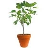 Ficus Carica 150-170 Hoog, In 27cm-pot 1 Ficus Carica 150-170 Hoog, In 27cm-pot -Tuin Decor Verkoop ficus carica 150 170 hoog in 27cm pot 1000x1000 625410af61732 l