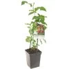 Frambozenstruik (Rubus Id. Malling Promise - Draagbe), In Pot -Tuin Decor Verkoop framboos rubus id malling promise draagbe 1500x1500 623c76a705fb2 l