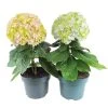 Hortensia Avantgarde, In 23cm-pot 1 Hortensia Avantgarde, In 23cm-pot -Tuin Decor Verkoop hortensia avantgarde in 23cm pot 1000x1000 641d698b8e43f l