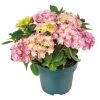 Hortensia Double Dutch, In 23cm-pot -Tuin Decor Verkoop hortensia double dutch in 23cm pot 1000x1000 641d68c0ec818 l