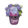 Hortensia Forever&Ever, In 23cm-pot -Tuin Decor Verkoop hortensia forever ever in 23cm pot 1000x1000 6427f57c35193 l
