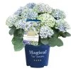 Hortensia Magical, In 23cm-pot 2 Hortensia Magical, In 23cm-pot -Tuin Decor Verkoop hortensia magical in 23cm pot 1000x1000 641d69dbe002f l