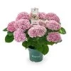 Hydrangea Magical 'voor Binnen' -Tuin Decor Verkoop hydrangea magical voor binnen 1000x1000 625410a69f7a3 l