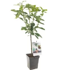 Kersenboom (Prunus Avium Lapins Patio), In Pot