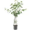 Kersenboom Wonder Tree Lapins -Tuin Decor Verkoop kersenboom wonder tree lapins 1500x1500 624ecce6343ee l