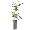 Kiwibes (Actinidia Arguta Ken's Red), In Pot 2 Kiwibes (Actinidia Arguta Ken's Red), In Pot -Tuin Decor Verkoop kiwibes actinidia arguta ken s red 1500x1501 623c76d6ddb50 l