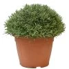 Lavendel, In 30cm-pot 1 Lavendel, In 30cm-pot -Tuin Decor Verkoop lanvendel in 30cm pot 800x800 62273561adc92 l