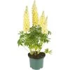 Lupine, In 23cm-pot 2 Lupine, In 23cm-pot -Tuin Decor Verkoop lupine in 23cm pot 1000x1000 627b6e69acd34 l