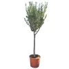 Olijfboom 160cm, In 27cm-pot -Tuin Decor Verkoop olijfboom 160cm in 27cm pot 1000x1000 62568eabda9e9 l