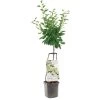 Pruimenboom Wonder Tree Opal -Tuin Decor Verkoop pruimenboom wonder tree opal 1416x1416 624eccba0296f l