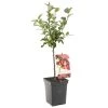 Appelboom (Malus Red Sentinel Patio), In Pot -Tuin Decor Verkoop sierappel malus red sentinel patio 1500x1500 623c76e5ed937 l