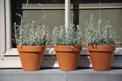 Terracotta Bloempot 53cm -Tuin Decor Verkoop terracotta bloempot 53cm 800x531 6220e5c1a6c24 l