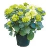 Tuinhortensia, In 23cm-pot 1 Tuinhortensia, In 23cm-pot -Tuin Decor Verkoop tuinhortensia in 23cm pot 1000x1000 6297754c271ec l