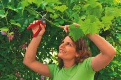 WOLF-Garten Aambeeld Snoeischaar Comfort Plus RS2500 7 WOLF-Garten Aambeeld Snoeischaar Comfort Plus RS2500 -Tuin Decor Verkoop wolf garten aambeeld snoeischaar comfort plus rs2500 1619177787 1 l